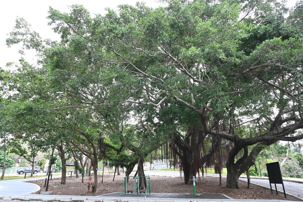 花蓮旅遊。花蓮將軍府1936 x 花蓮縣餅菩提餅舖 將軍府門市、木造日式建築、伴手禮推薦!台灣觀光100亮點! 花蓮旅遊。花蓮將軍府1936 x 花蓮縣餅菩提餅舖 將軍府門市、木造日式建築、伴手禮推薦!台灣觀光100亮點!