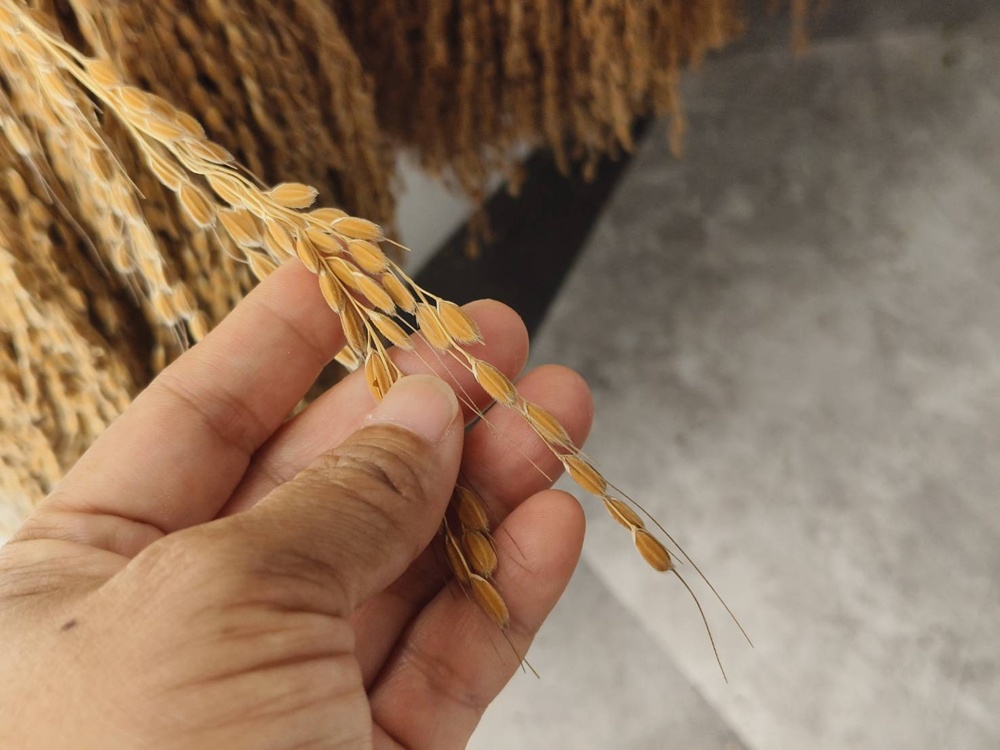 花蓮伴手禮推薦!阿美麻糬、阿美小米文化館、伴手禮採購、麻糬DIY體驗、阿美族服體驗! 花蓮伴手禮推薦!阿美麻糬、阿美小米文化館、伴手禮採購、麻糬DIY體驗、阿美族服體驗!