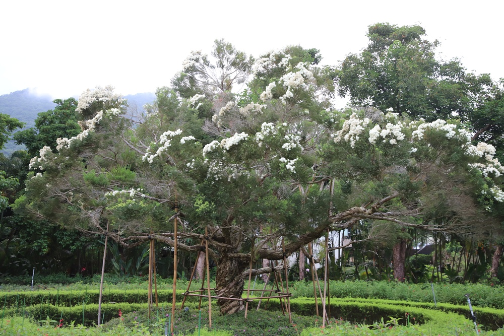 花蓮住宿推薦。秧悦美地度假酒店 香草花園villa酒店、有機香草蒸氣浴室、瑜珈運動、一泊二食！
