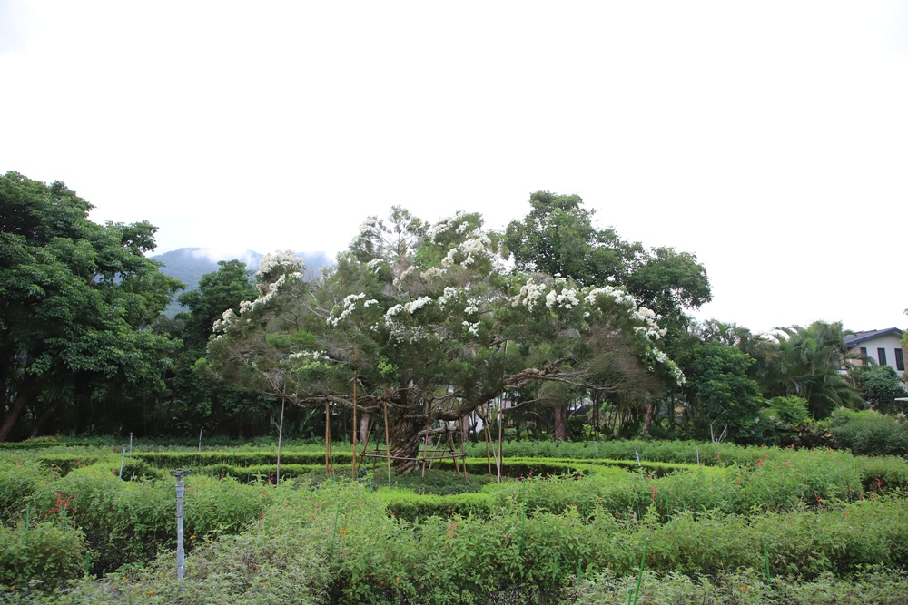 花蓮住宿推薦。秧悦美地度假酒店 香草花園villa酒店、有機香草蒸氣浴室、瑜珈運動、一泊二食！