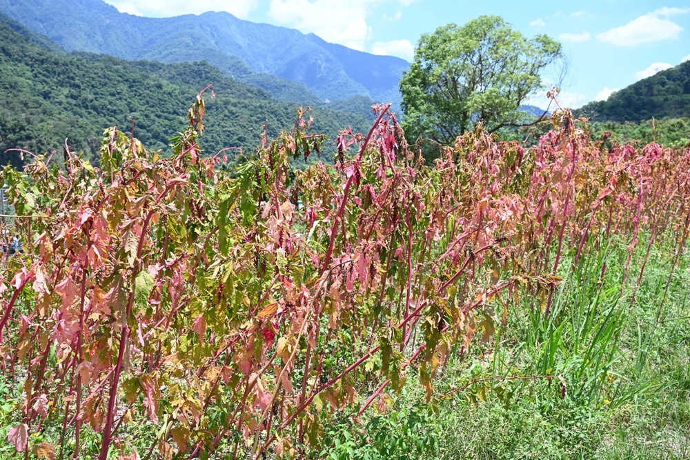 部落深度旅行二日遊。一次玩遍高雄屏東三大部落、萬山部落、大社部落、萬安部落、部落旅遊推薦！