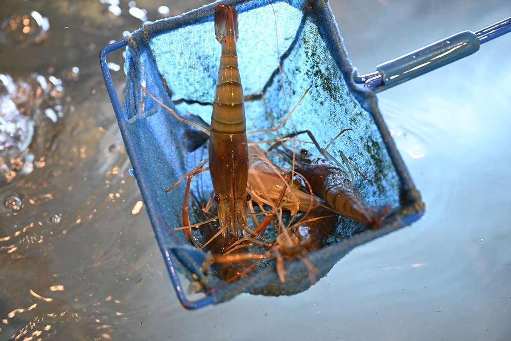 高雄唯一活泰國蝦吃到飽！野饌燒肉 楠梓店 活泰國蝦＆和牛吃到飽 新鮮現撈泰國蝦、哈根達斯冰淇淋吃到飽、火烤兩吃！