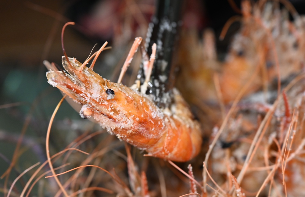 高雄唯一活泰國蝦吃到飽！野饌燒肉 楠梓店 活泰國蝦＆和牛吃到飽 新鮮現撈泰國蝦、哈根達斯冰淇淋吃到飽、火烤兩吃！