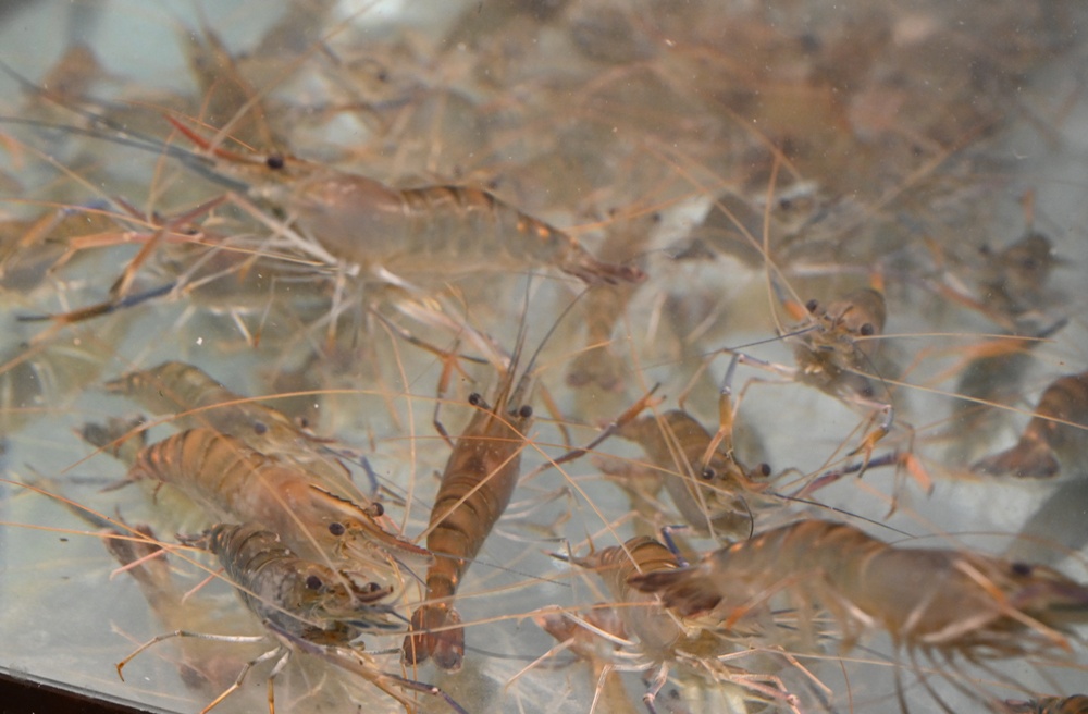 高雄唯一活泰國蝦吃到飽！野饌燒肉 楠梓店 活泰國蝦＆和牛吃到飽 新鮮現撈泰國蝦、哈根達斯冰淇淋吃到飽、火烤兩吃！