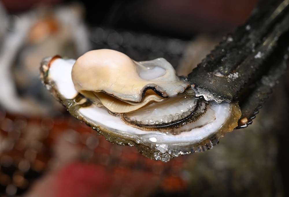 高雄唯一活泰國蝦吃到飽！野饌燒肉 楠梓店 活泰國蝦＆和牛吃到飽 新鮮現撈泰國蝦、哈根達斯冰淇淋吃到飽、火烤兩吃！