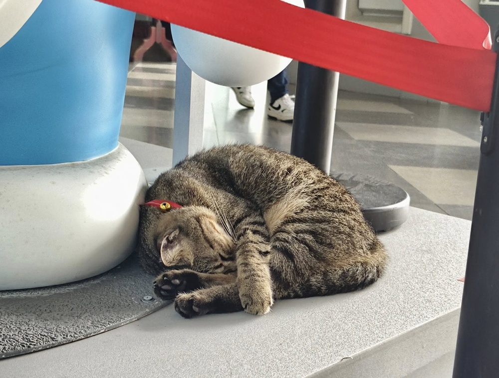 2025台東熱氣球！哆啦A夢熱氣球在台東 到8/21！還有哆啦A夢扭蛋集章活動！