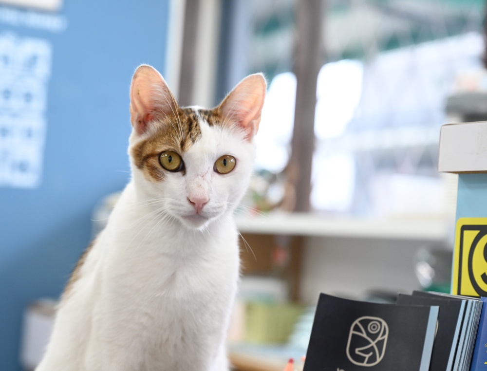 2025台東二日遊！暢遊太麻里好解憂 吃在地、看大海、慢慢走，讓心情也跟著放晴、好解憂！