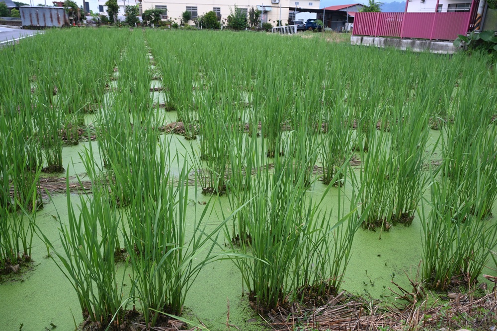 南投埔里包棟民宿推薦!希爾拉villa 一間房也能包棟! 南投埔里包棟民宿推薦!希爾拉villa 一間房也能包棟!