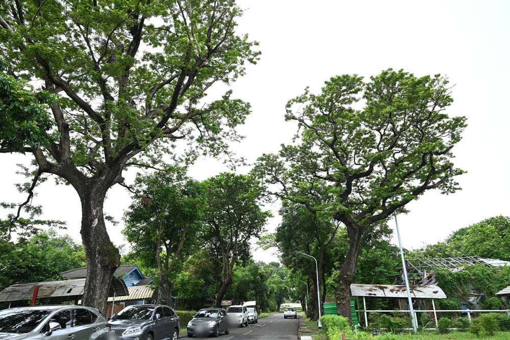 北高雄新亮點！六燃丁種宿舍 8/9 盛大開幕啦！日式古蹟建築 免門票 還能玩互動體驗！