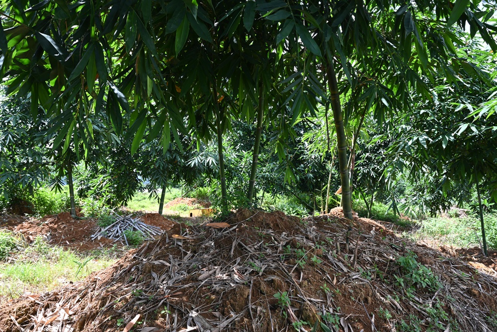 南投埔里一日遊。桃米生態村 麻竹筍農事體驗、挖筍體驗、筍片DIY、季節限定活動！