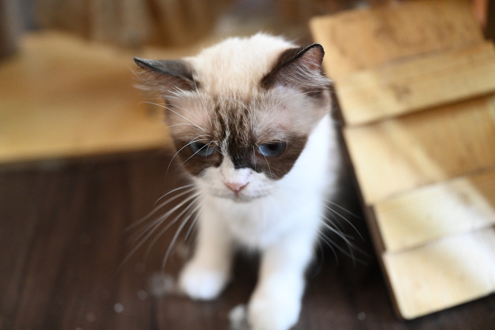 想拍老城文青風？鳳山三民路佛具街、家具街必去職人工藝景點！