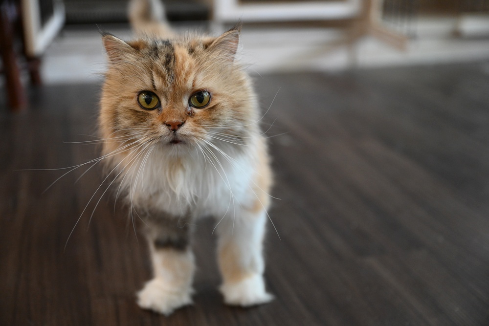 想拍老城文青風？鳳山三民路佛具街、家具街必去職人工藝景點！