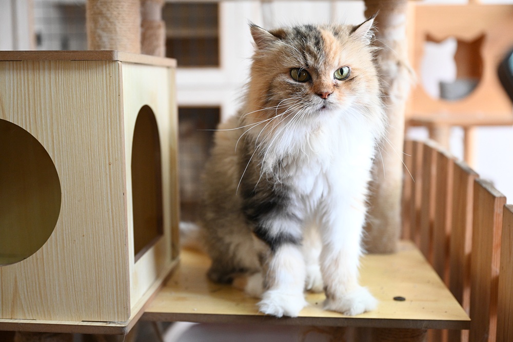 想拍老城文青風？鳳山三民路佛具街、家具街必去職人工藝景點！