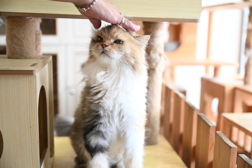 想拍老城文青風？鳳山三民路佛具街、家具街必去職人工藝景點！