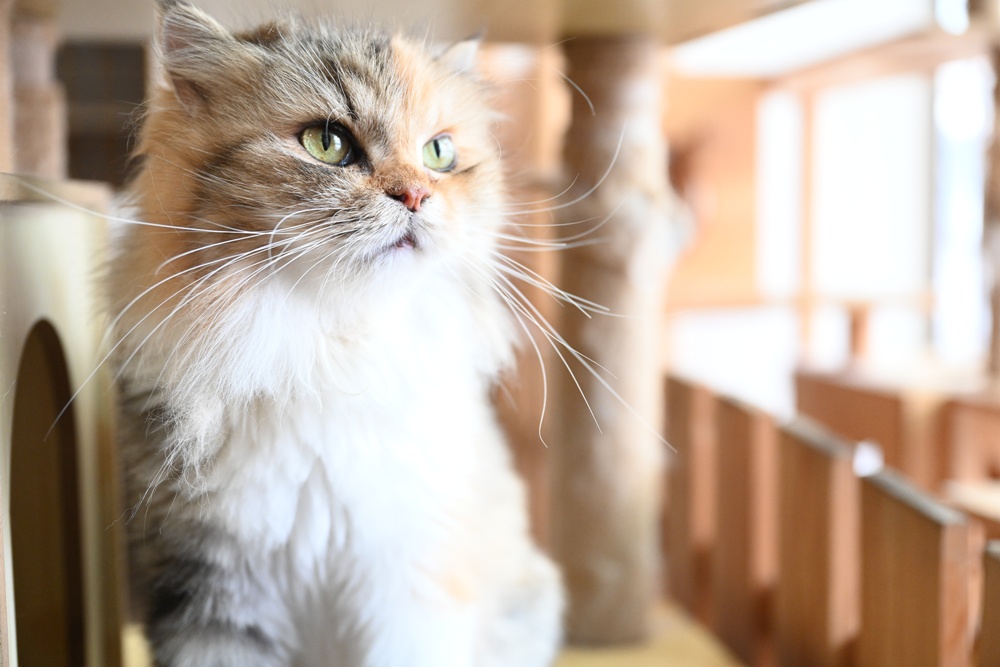 想拍老城文青風？鳳山三民路佛具街、家具街必去職人工藝景點！