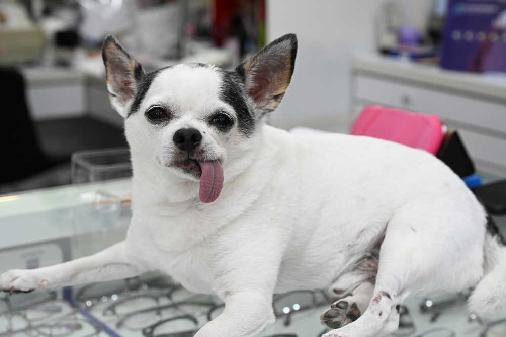綠色河堤‧高雄永續商圈｜優質店家、美食與親子景點一日遊！