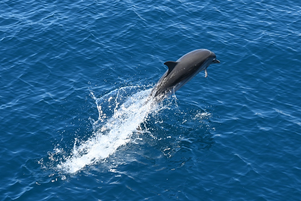 台東成功港｜跟著晉領號賞鯨豚 海洋環境教室！