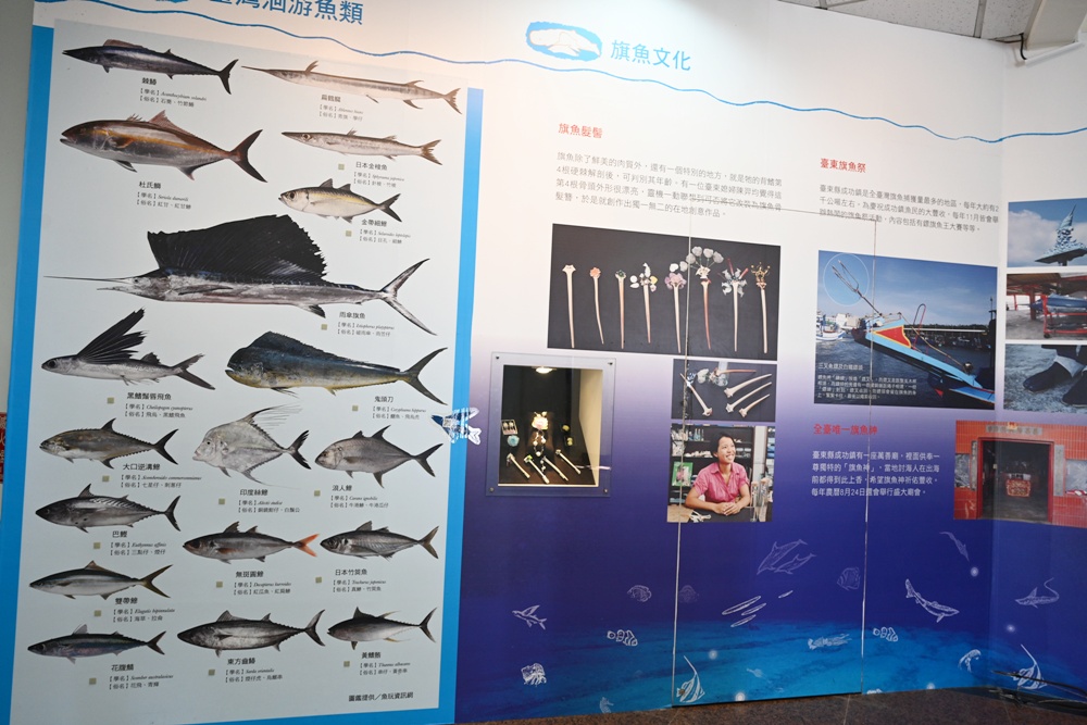 台東成功港｜跟著晉領號賞鯨豚 海洋環境教室！