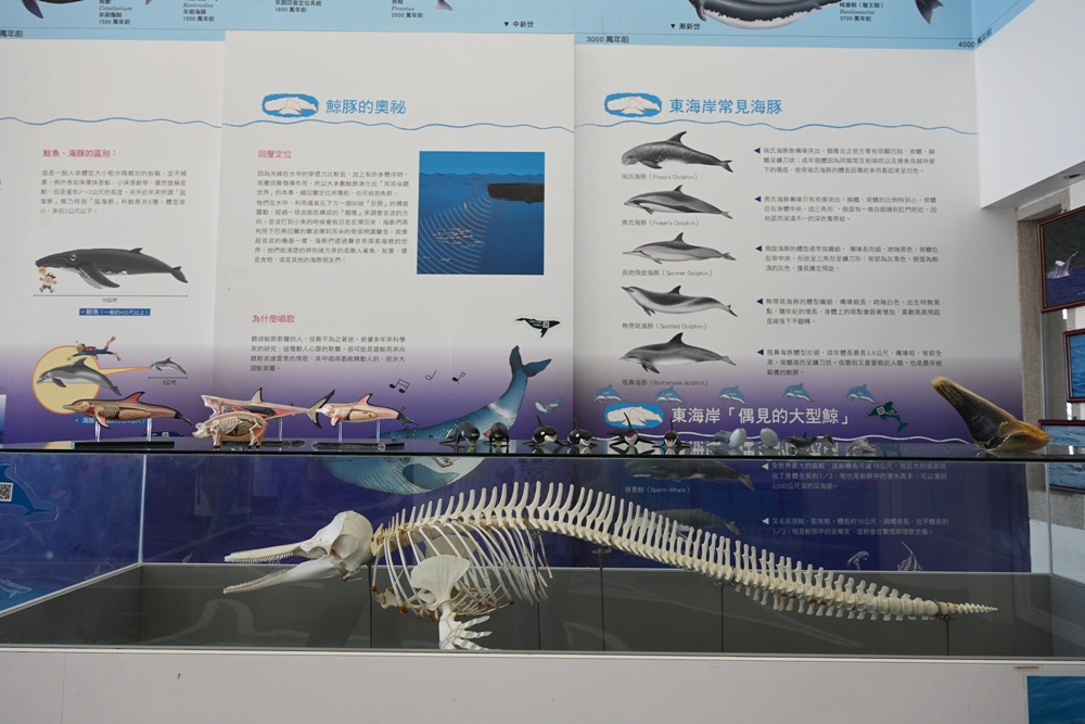 台東成功港｜跟著晉領號賞鯨豚 海洋環境教室！