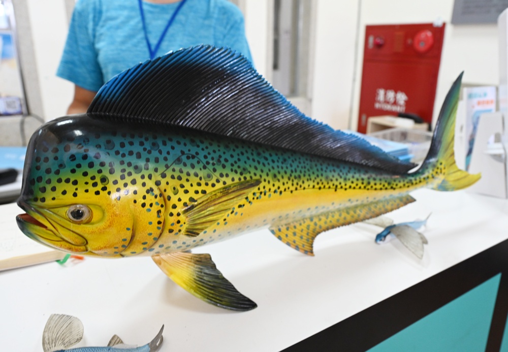 台東成功港｜跟著晉領號賞鯨豚 海洋環境教室！