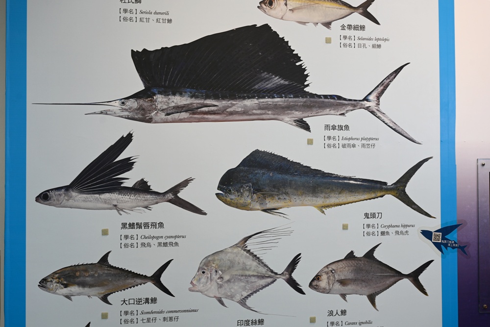 台東成功港｜跟著晉領號賞鯨豚 海洋環境教室！