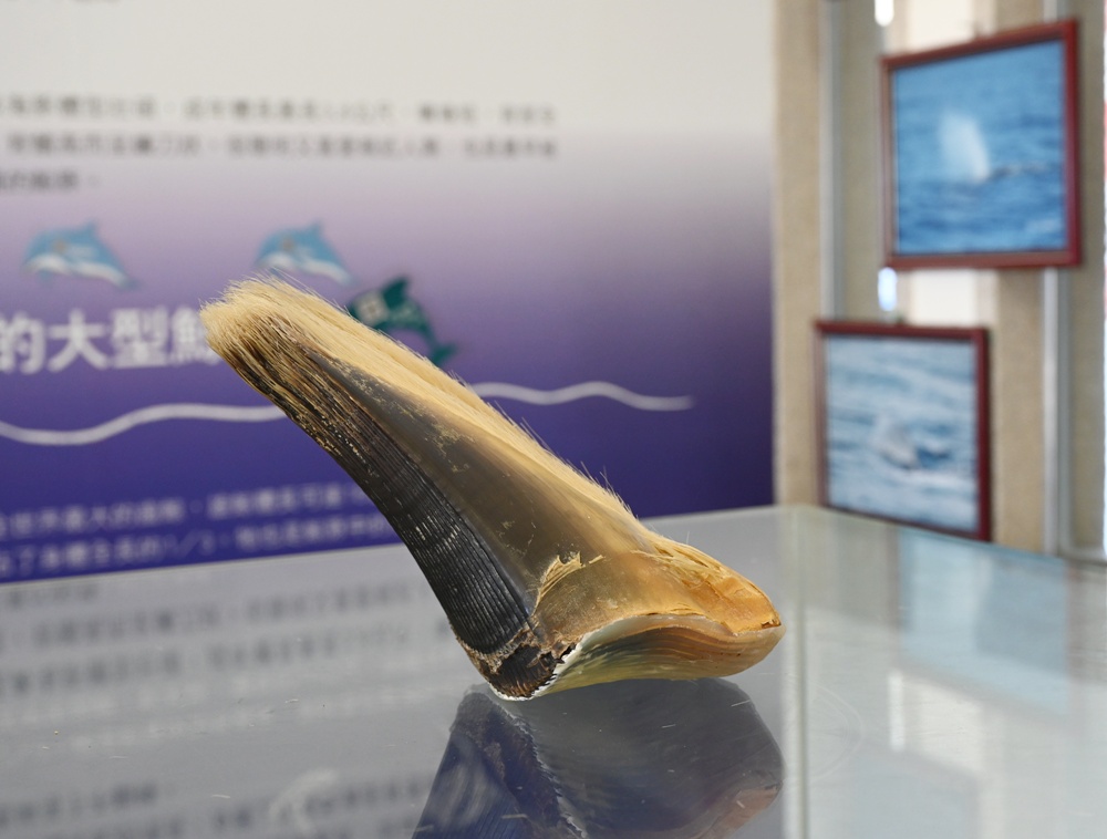 台東成功港｜跟著晉領號賞鯨豚 海洋環境教室！