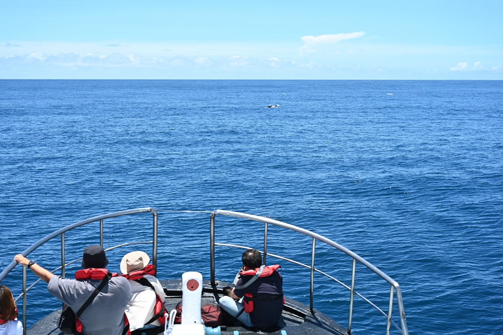 台東成功港｜跟著晉領號賞鯨豚 海洋環境教室！