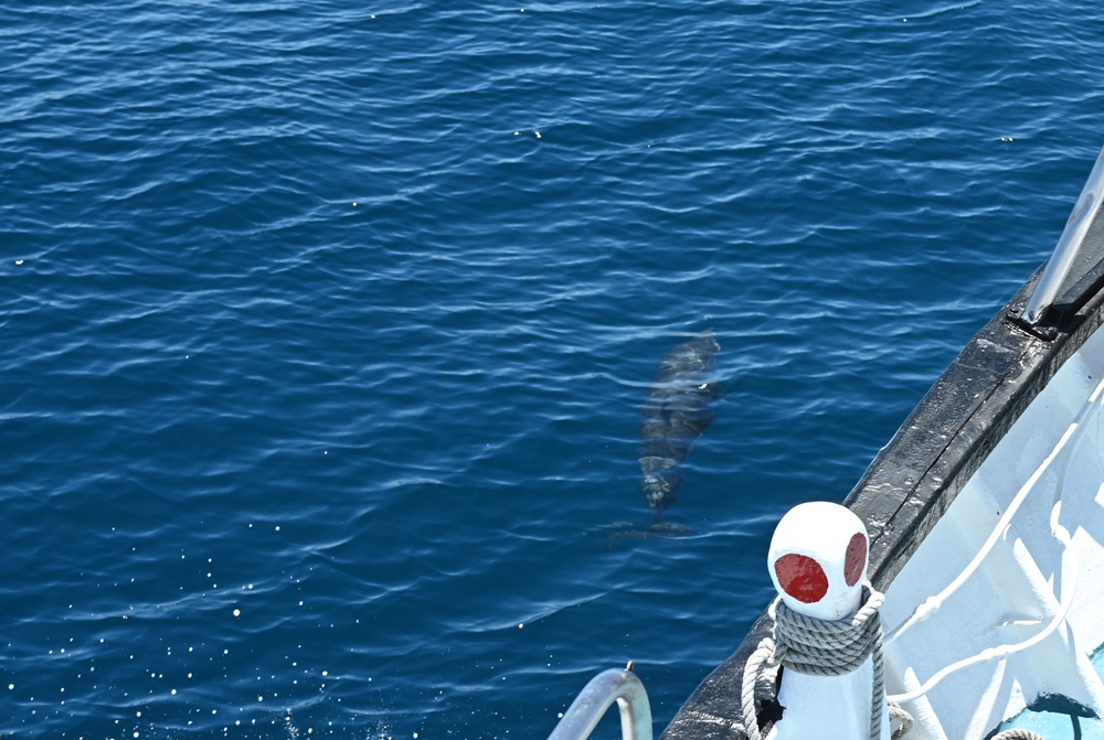 台東成功港｜跟著晉領號賞鯨豚 海洋環境教室！