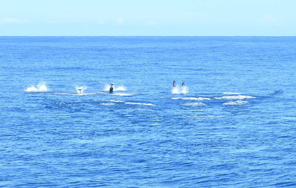 台東成功港｜跟著晉領號賞鯨豚 海洋環境教室！