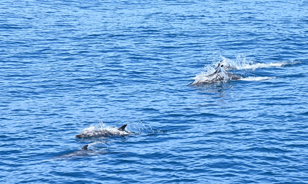 台東成功港｜跟著晉領號賞鯨豚 海洋環境教室！