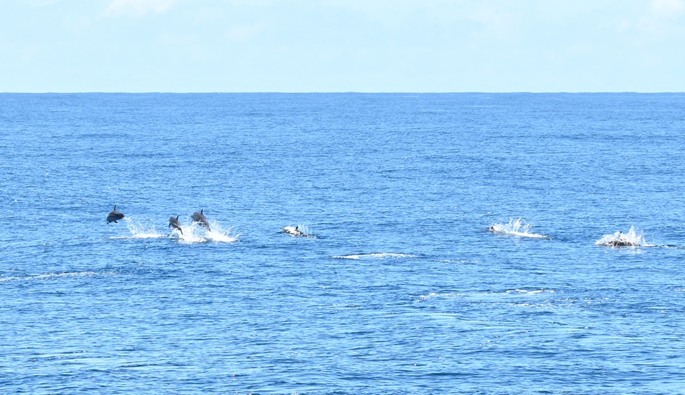 台東成功港｜跟著晉領號賞鯨豚 海洋環境教室！