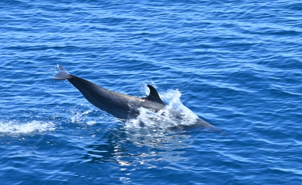 台東成功港｜跟著晉領號賞鯨豚 海洋環境教室！