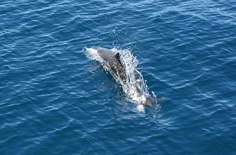台東成功港｜跟著晉領號賞鯨豚 海洋環境教室！