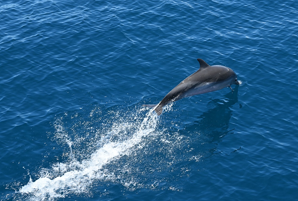 台東成功港｜跟著晉領號賞鯨豚 海洋環境教室！