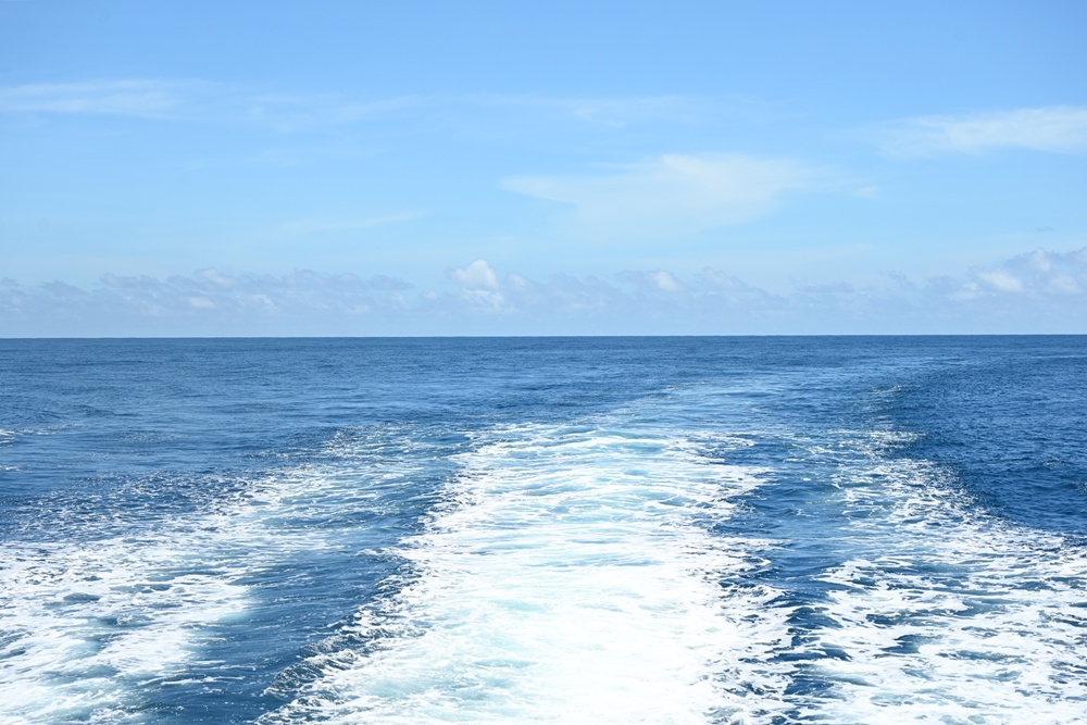 台東成功港｜跟著晉領號賞鯨豚 海洋環境教室！