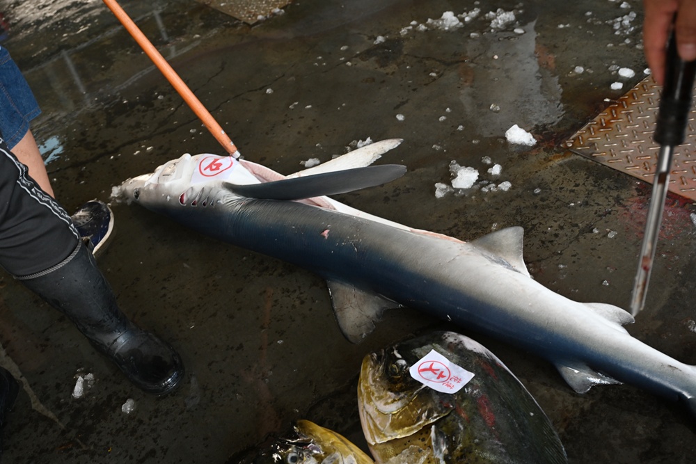 台東成功鎮 3天2夜小旅行｜日出、月光海、立槳SUP、賞鯨、在地海鮮美食與文化！