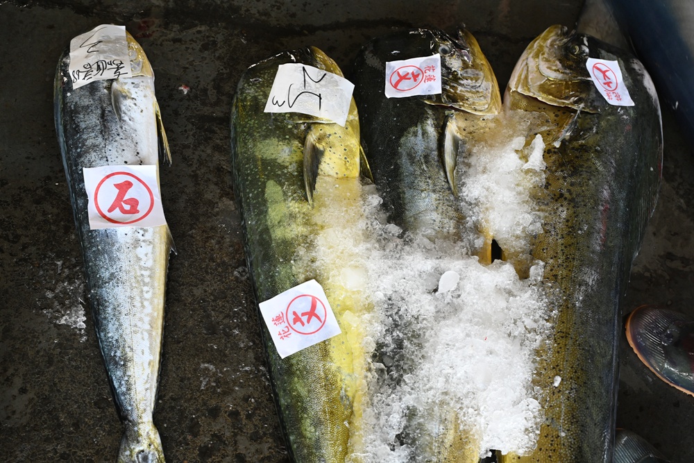 台東成功鎮 3天2夜小旅行｜日出、月光海、立槳SUP、賞鯨、在地海鮮美食與文化！