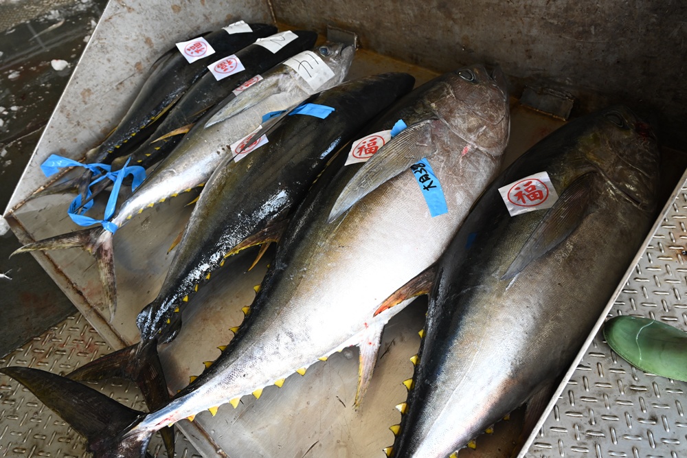 台東成功鎮 3天2夜小旅行｜日出、月光海、立槳SUP、賞鯨、在地海鮮美食與文化！