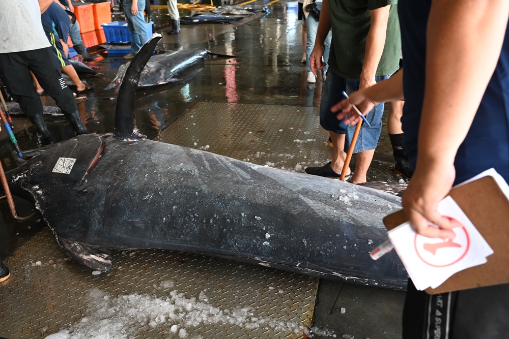 台東成功鎮 3天2夜小旅行｜日出、月光海、立槳SUP、賞鯨、在地海鮮美食與文化！