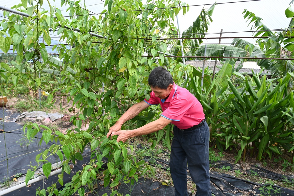 屏東高樹二日遊｜電輔車漫遊大武山下，入住幸福莊園、石獅公文化、品味可可與鳳梨的甜美時光！