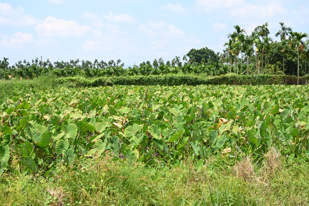屏東高樹二日遊｜電輔車漫遊大武山下，入住幸福莊園、石獅公文化、品味可可與鳳梨的甜美時光！