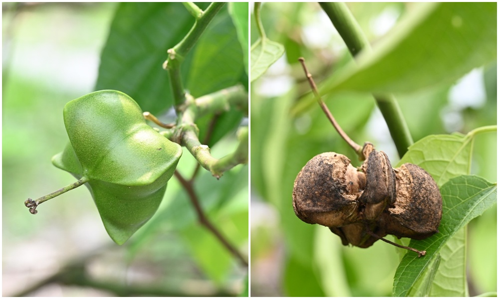 屏東高樹二日遊｜電輔車漫遊大武山下，入住幸福莊園、石獅公文化、品味可可與鳳梨的甜美時光！