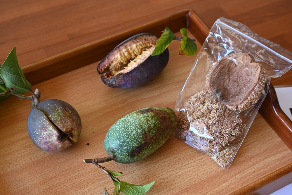 屏東高樹二日遊｜電輔車漫遊大武山下，入住幸福莊園、石獅公文化、品味可可與鳳梨的甜美時光！