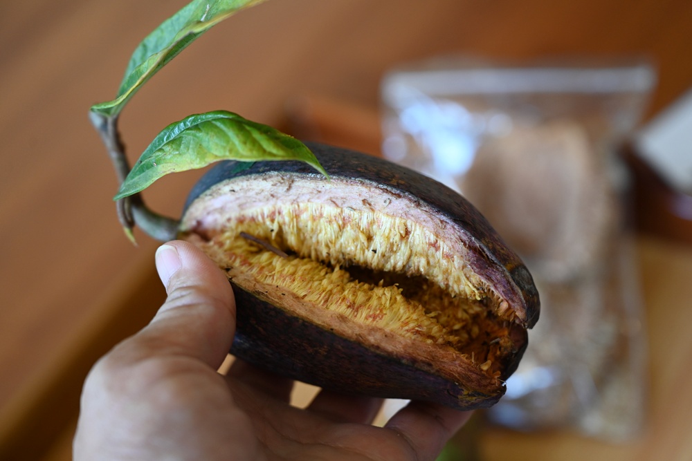 屏東高樹二日遊｜電輔車漫遊大武山下，入住幸福莊園、石獅公文化、品味可可與鳳梨的甜美時光！