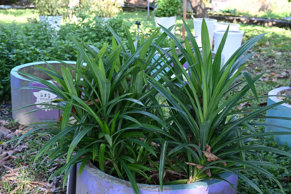屏東高樹二日遊｜電輔車漫遊大武山下，入住幸福莊園、石獅公文化、品味可可與鳳梨的甜美時光！