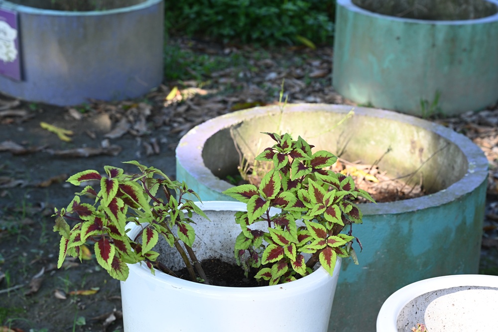 屏東高樹二日遊｜電輔車漫遊大武山下，入住幸福莊園、石獅公文化、品味可可與鳳梨的甜美時光！