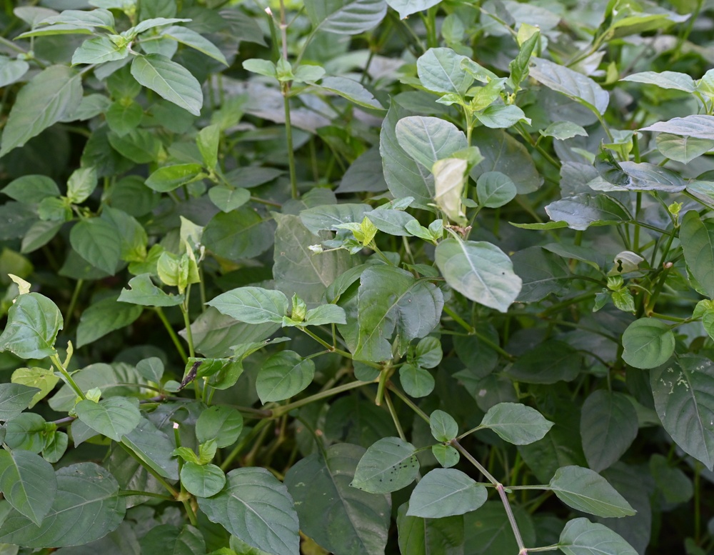 屏東高樹二日遊｜電輔車漫遊大武山下，入住幸福莊園、石獅公文化、品味可可與鳳梨的甜美時光！