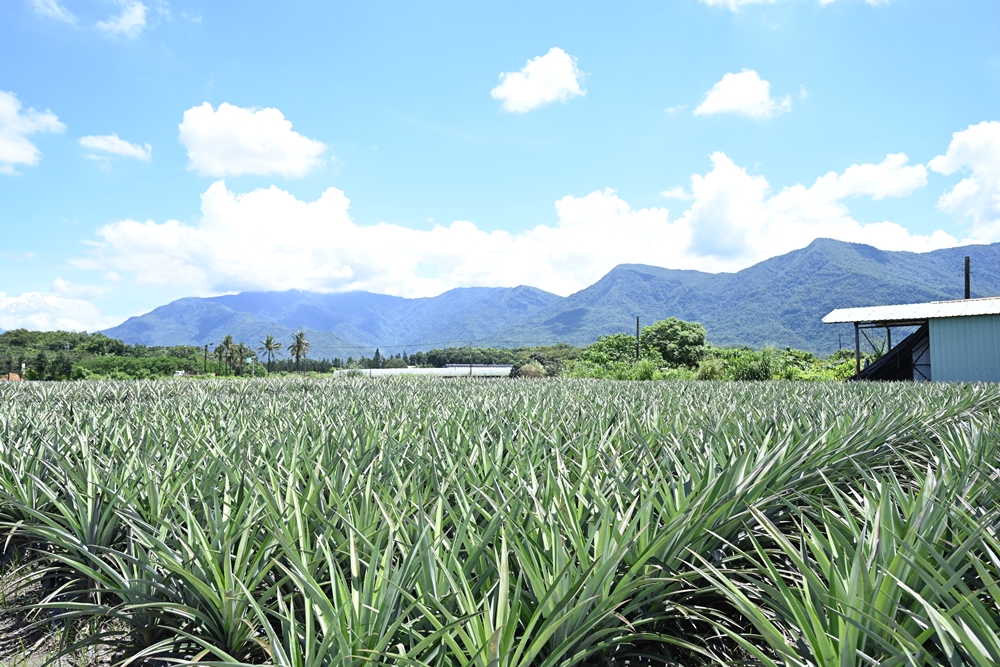 屏東高樹二日遊｜電輔車漫遊大武山下，入住幸福莊園、石獅公文化、品味可可與鳳梨的甜美時光！
