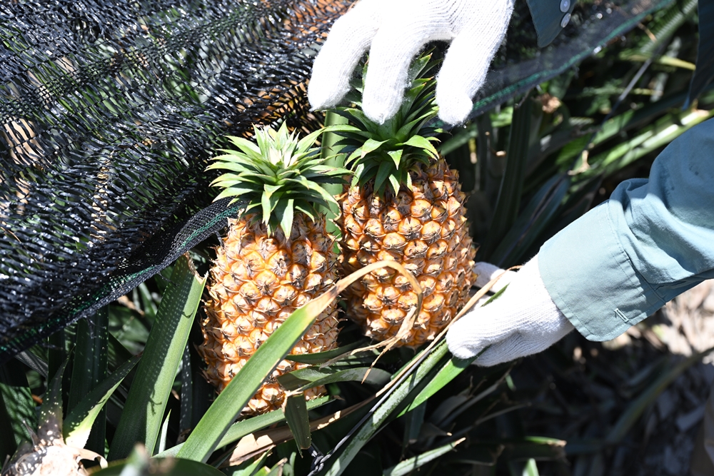 屏東高樹二日遊｜電輔車漫遊大武山下，入住幸福莊園、石獅公文化、品味可可與鳳梨的甜美時光！