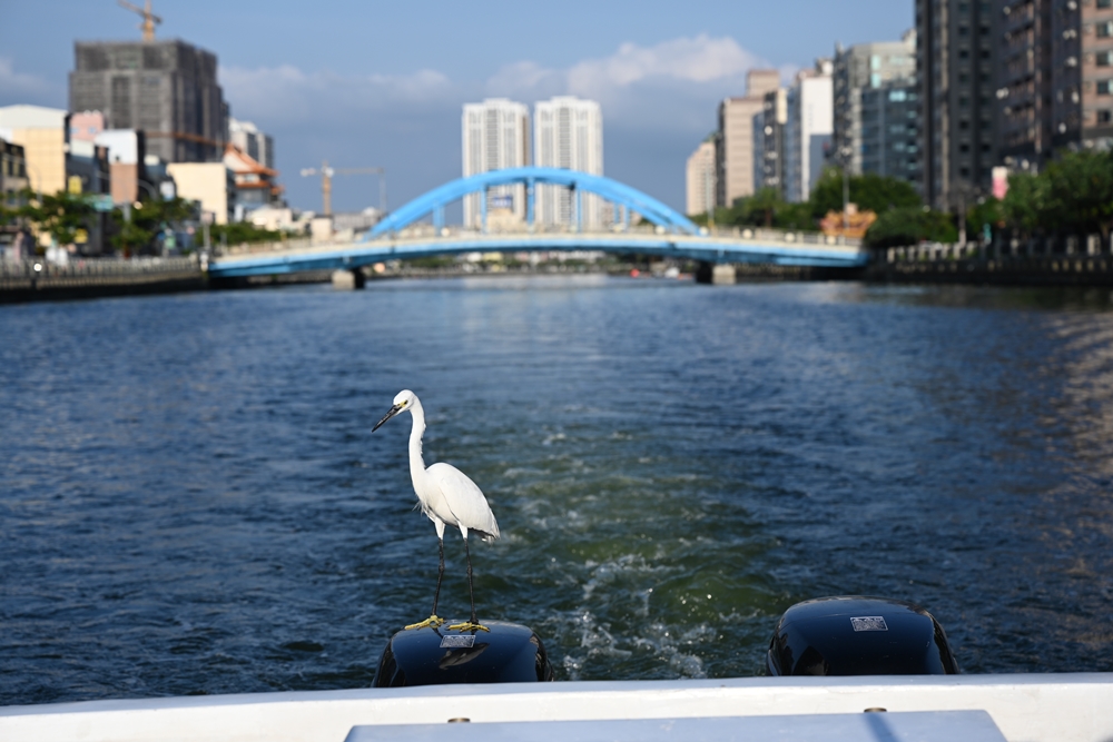 台南安平漁人碼頭｜12米「卡比胖拉」登場！超萌水豚裝置藝術、燈光秀、市集一次玩透透！